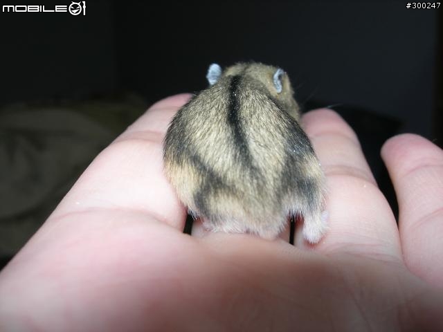 三線鼠認養