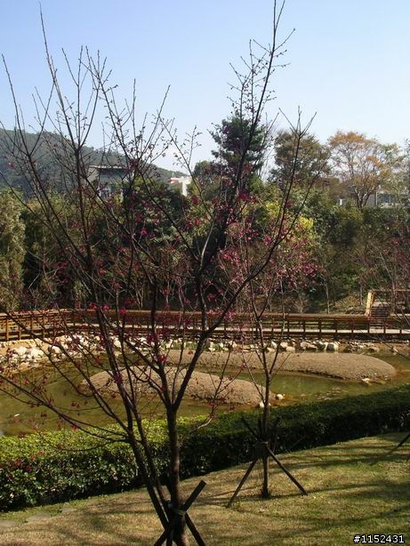 橘子滾吧 角板山賞梅花and東眼山