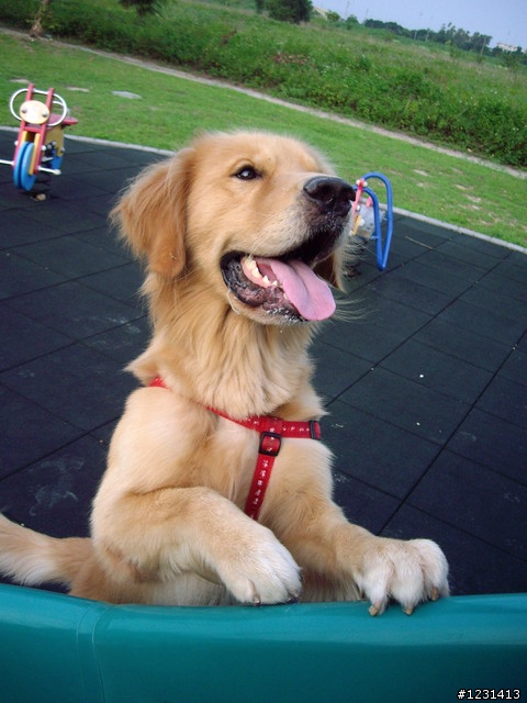 於高鐵嘉義站拾獲黃金獵犬