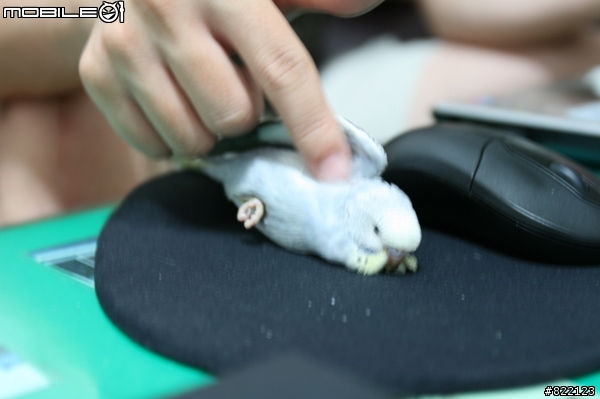 愛被搔癢的阿蘇兒