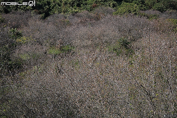 原厰新勁戰三橫環半島09.01.12-01.15...圖多小心