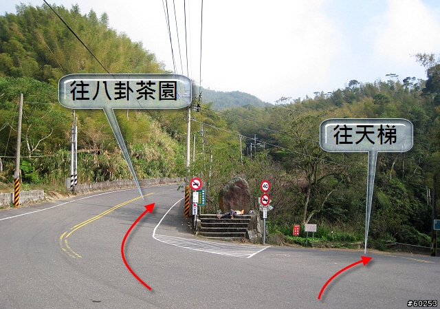 南投縣 竹山→投49鄉道→大人凍林道→軟鞍八卦茶園