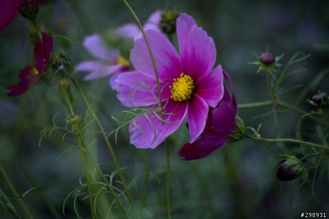 安定花田