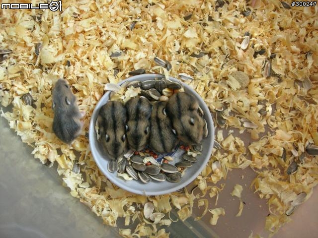 三線鼠認養