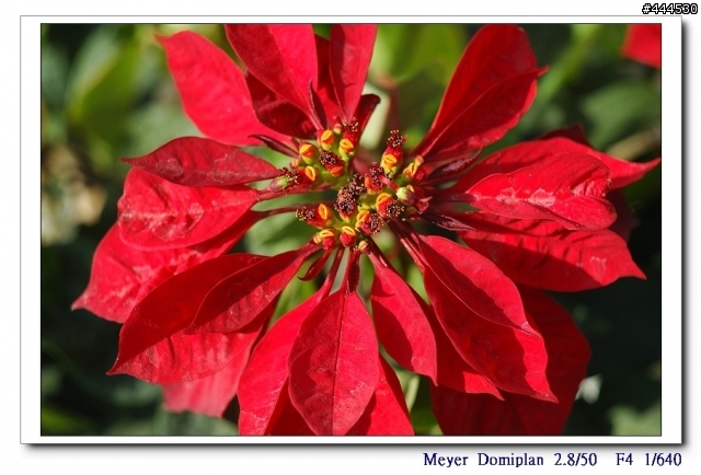 老鏡的春天...Meyer Optik Domiplan 2.8/50 M42 + NIKON