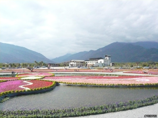 花東縱谷-池上農會碾米廠花海+池上自行車道油菜花