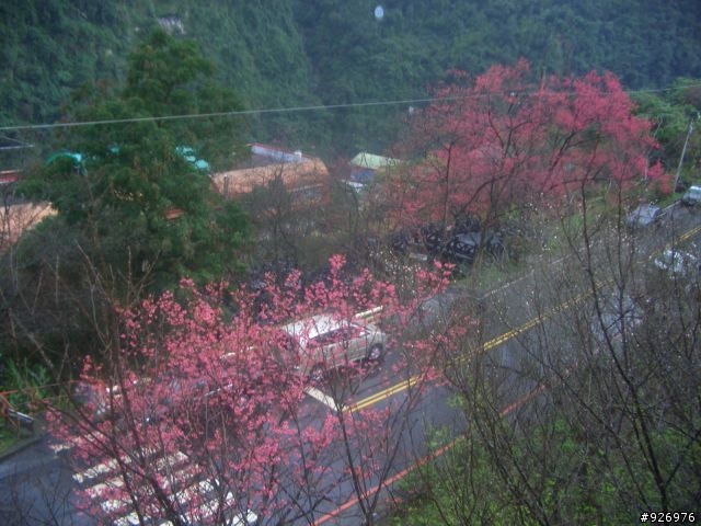 【有話要說】烏來櫻花綻放前