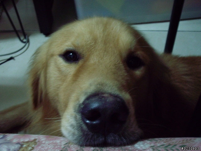 於高鐵嘉義站拾獲黃金獵犬
