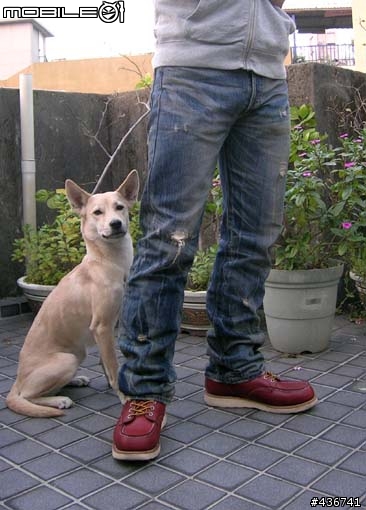 [分享] levis 07501-0010 內華達刷色褲介紹