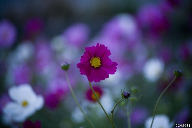 安定花田