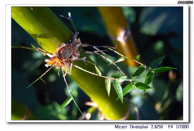 老鏡的春天...Meyer Optik Domiplan 2.8/50 M42 + NIKON
