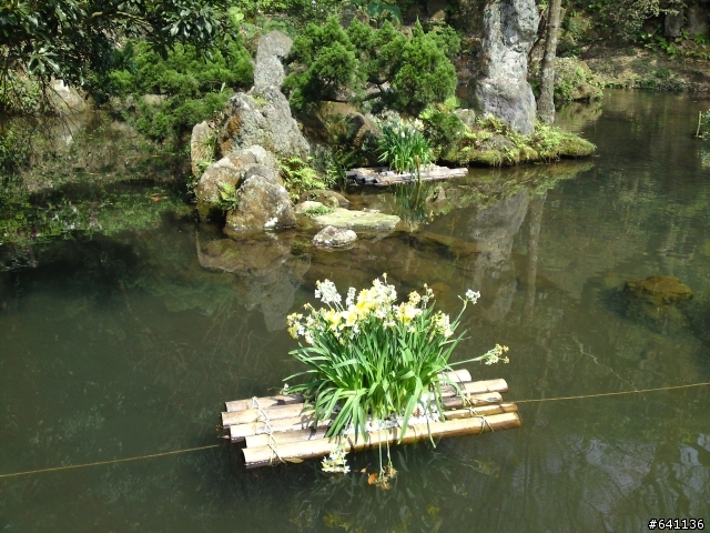 有光線就是猛~~C905陽明山花季隨手拍~