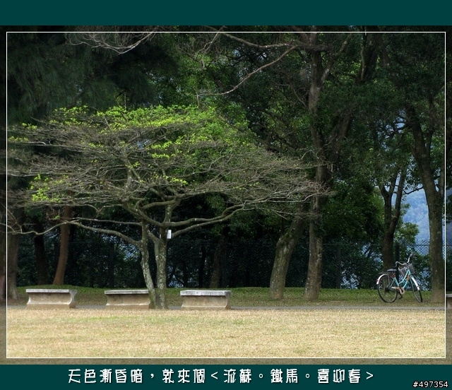 【石管局大草坪】四月流蘇三月雪，花季結束～