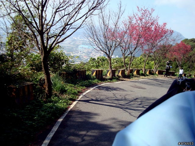 中正山櫻花快報................攝郎們請注意.....
