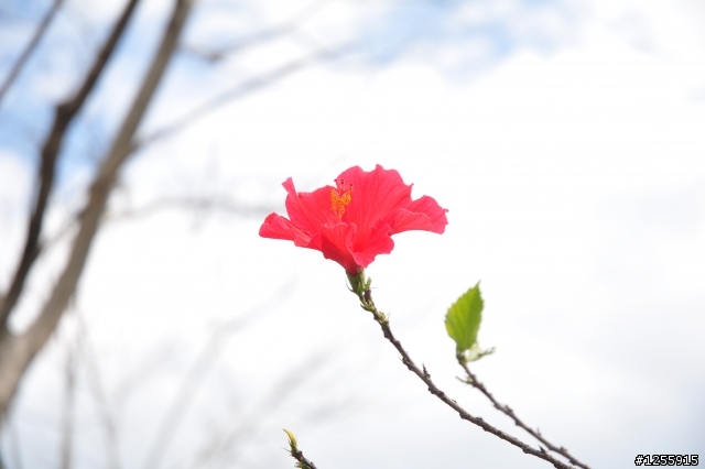 春天何時來~~園區櫻花新手拍(傷眼)