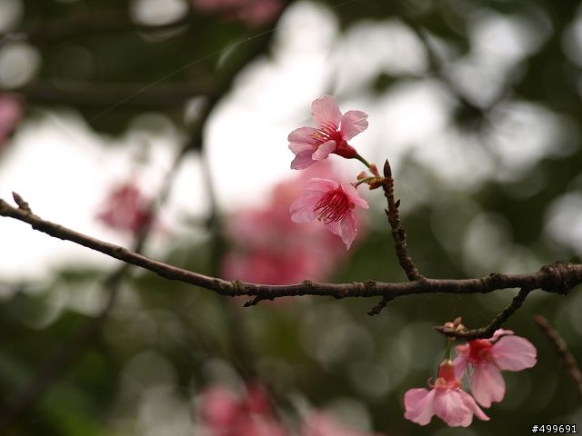 Kit 照櫻花