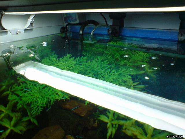 [水草缸]這是怎麼一回事??