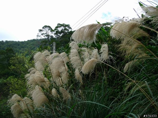 [分享]漫步．櫻花雨路:莫名其妙之中正山越嶺復興三路