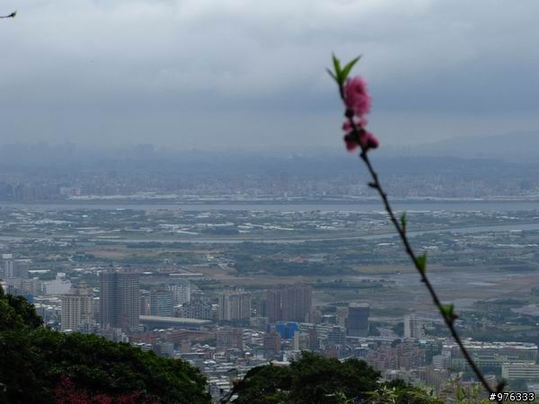 [分享]漫步．櫻花雨路:莫名其妙之中正山越嶺復興三路