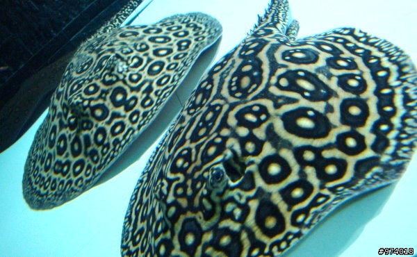～．新入的寵物魚．新增 15 樓生小寶寶的喜悅分享．～