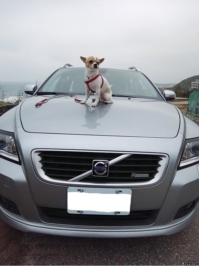 新增 VOLVO獲「Cesar五根骨頭大獎」圖片 + Volvo V50新手開箱文- 我家也有狗明星
