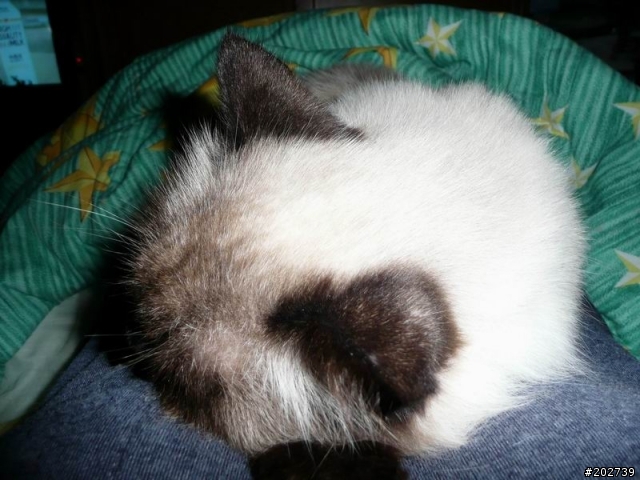 長得像猴子的喵咪