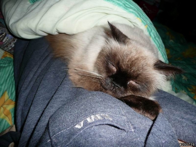 長得像猴子的喵咪