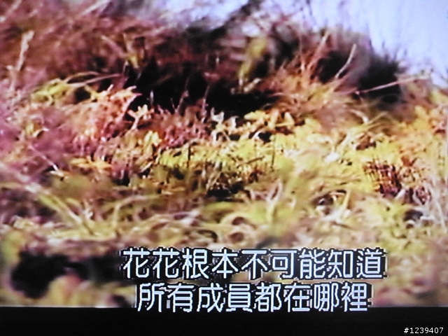 我買了  太大了 可是大的超爽  奇美液晶TV電視 47S3000T 開箱大風吹
