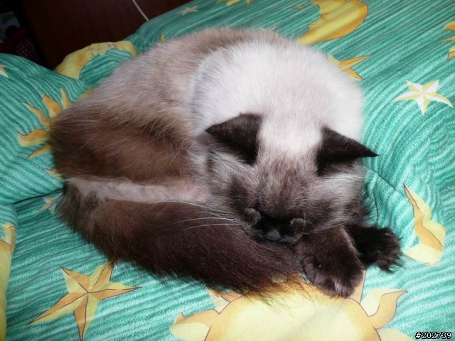 長得像猴子的喵咪