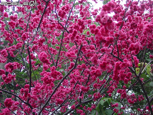北投復興三路賞櫻去【新增坡度分析資訊】