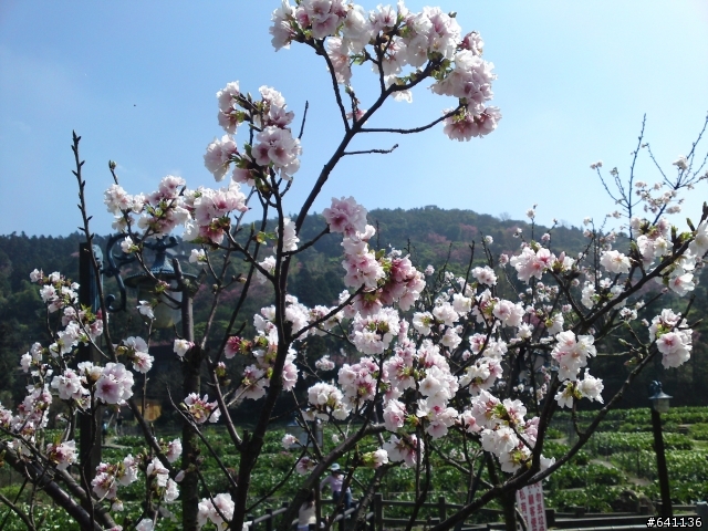 有光線就是猛~~C905陽明山花季隨手拍~