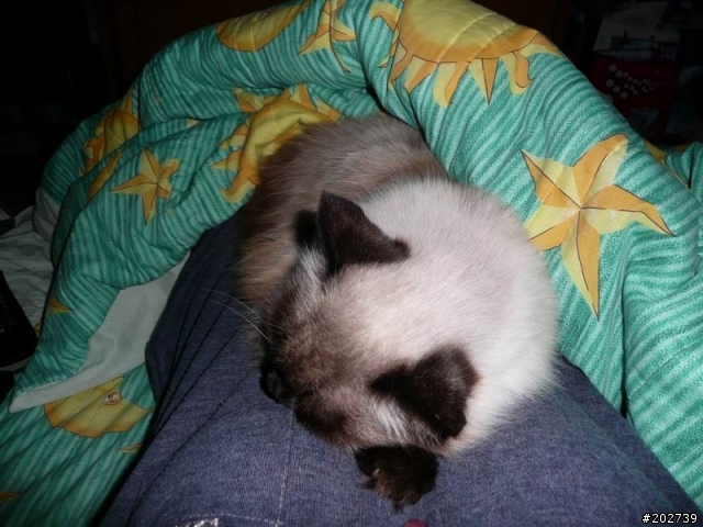 長得像猴子的喵咪