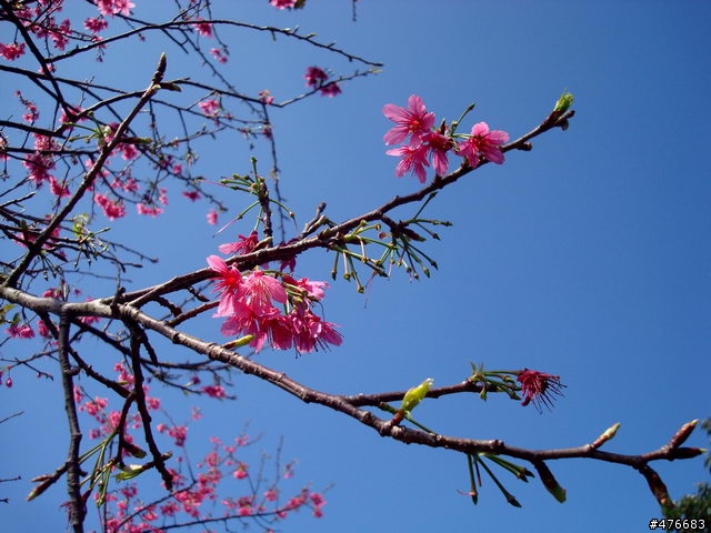 中正山櫻花快報................攝郎們請注意.....