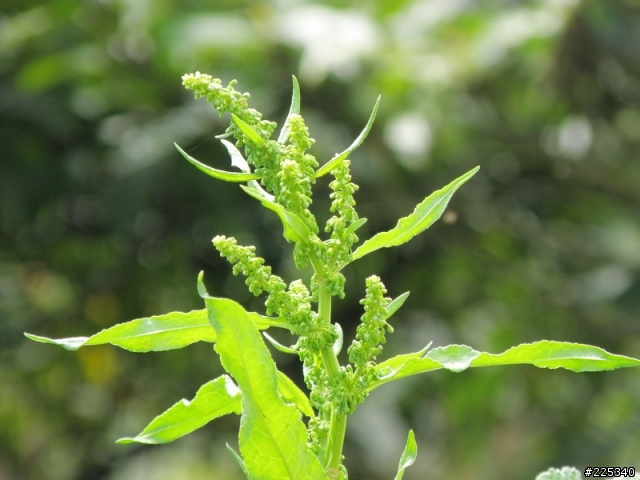 2009  櫻花季