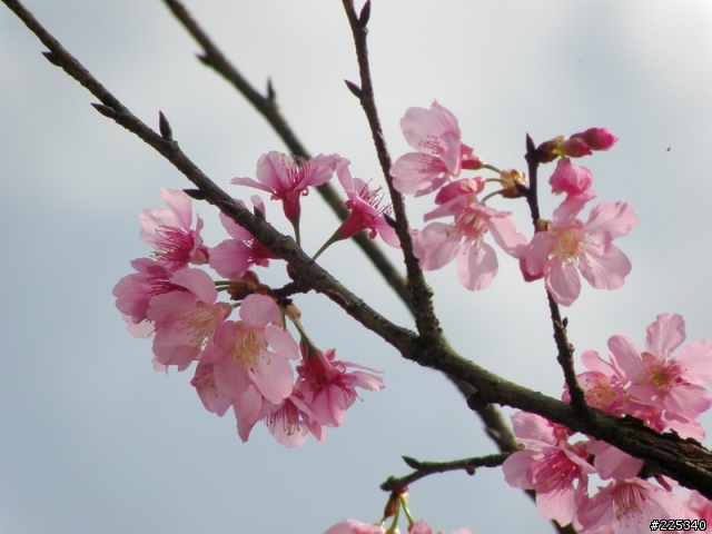 2009  櫻花季