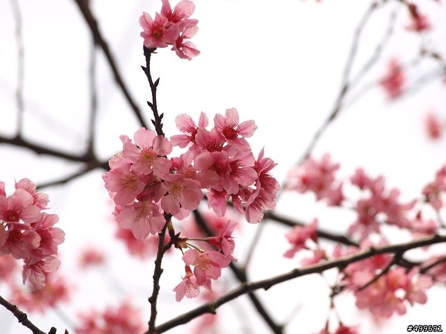 Kit 照櫻花