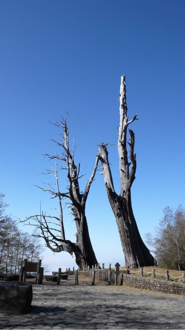 阿里山與新中橫 三天兩夜單車行(1/24~1/26)