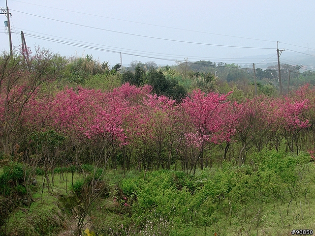 三板橋古道+金山總督溫泉賞櫻遊記 圖很多