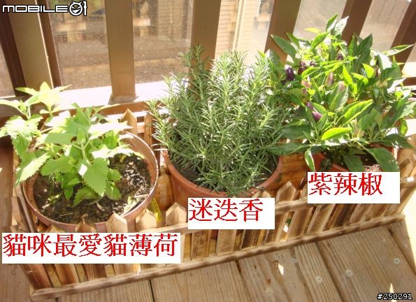 [分享]不景氣中的勇氣~我與喵咪的新家~(不好意思圖特多請小心)