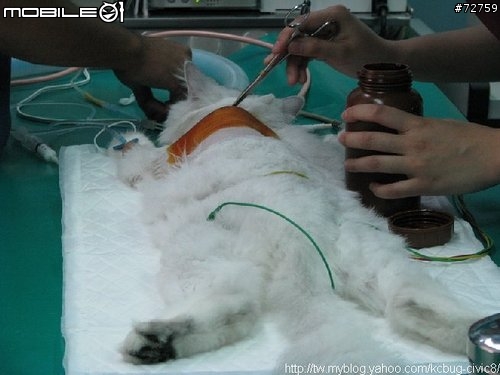 Nini與惡性腫瘤奮鬥過程全記錄(5/23更新-完結篇 詳情請看第一頁)