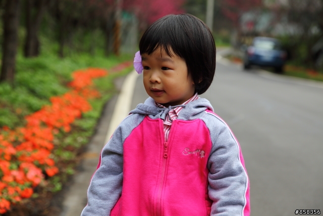 5DII 與淡水櫻花