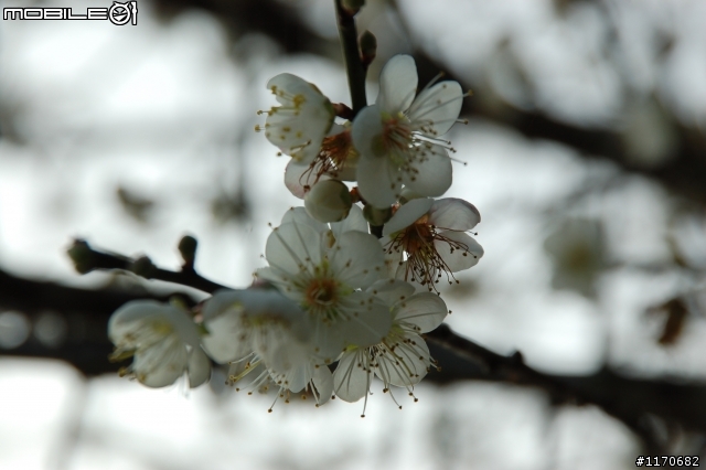 賞梅花趣