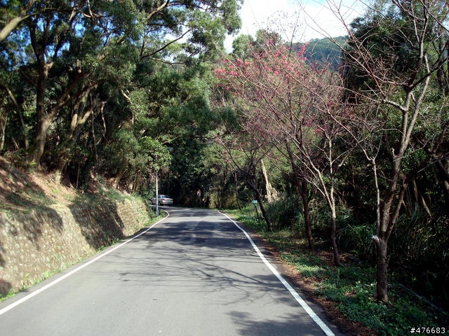 中正山櫻花快報................攝郎們請注意.....