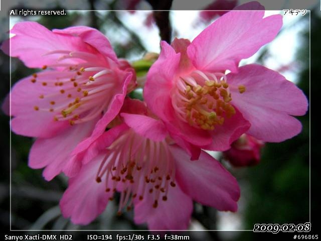 來貼圖吧！2009 櫻 ~