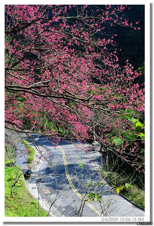 2/5烏來櫻花花況報導
