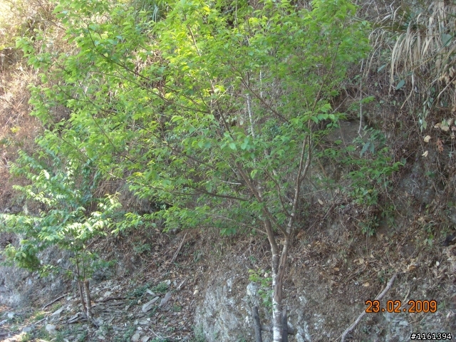 和阿禮櫻花的約定...人氣858回應1個耶