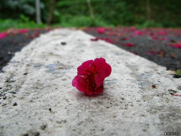 [分享]漫步．櫻花雨路:莫名其妙之中正山越嶺復興三路
