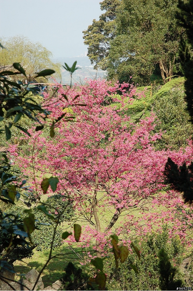 已結束"巴拉卡之一點都不休閒賞櫻"外加"三芝老地方"