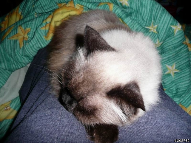 長得像猴子的喵咪