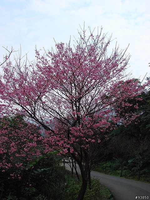三板橋古道+金山總督溫泉賞櫻遊記 圖很多